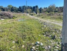 6 соток Цитрусовый