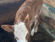 Продается телка 