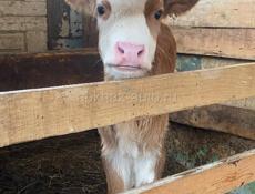 Продается телка 