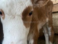 Продается телка 