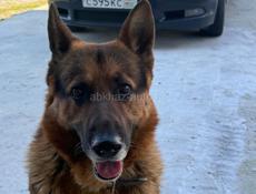 Ищем девочку