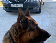 Ищем девочку