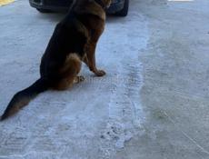 Ищем девочку