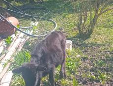 Срочно торг