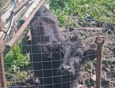 Срочно торг