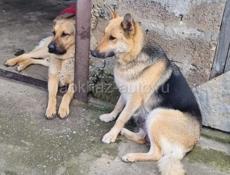 Щенки Немецкой овчарки