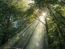 Продаю чачу