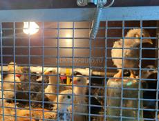 Цыплята 3 недели