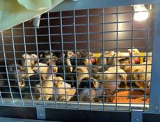 Цыплята 3 недели