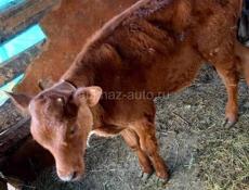 Теленок 20 дней 