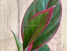 Аглаонэма Рубра