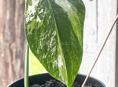 Монстера Альба Вариегатная