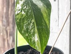 Монстера Альба Вариегатная