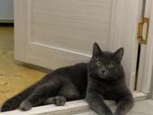 Отдам в добрые руки