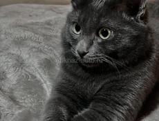 Отдам в добрые руки