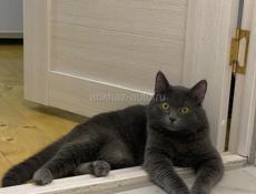 Отдам в добрые руки