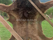 Медвежья шкура 