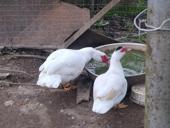 Прадаю идаутак по 1500