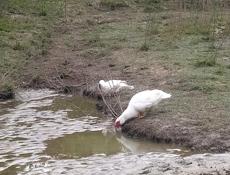 Прадаю идаутак по 1500