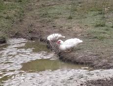 Прадаю идаутак по 1500