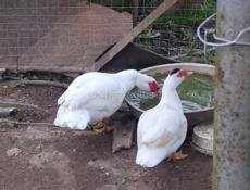 Прадаю идаутак по 1500