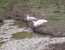 Прадаю идаутак по 1500