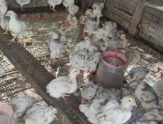 Продаю цыплят петушков им 1.5 месяца