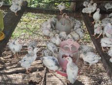 Продаю цыплят петушков им 1.5 месяца