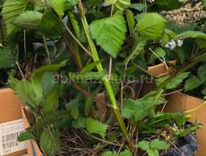 Корни крупной колированной ежевики сладкой.