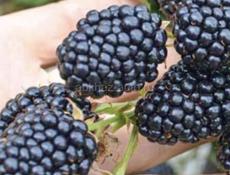 Корни крупной колированной ежевики сладкой.