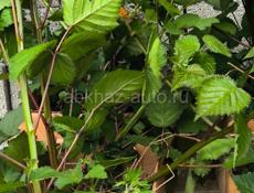 Корни крупной колированной ежевики сладкой.