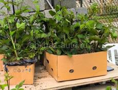 Корни крупной колированной ежевики сладкой.