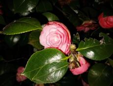 ‼️Косим Траву ‼️