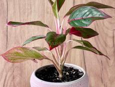 Аглаонэма Рубра