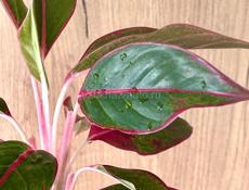 Аглаонэма Рубра