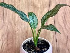 Аглаонэма Сильвер