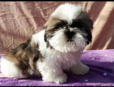 ЩЕНКИ КАНЕ КОРСО 