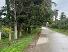 Цитрусовый 