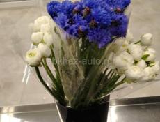 Куплю эвкалипт серебристый