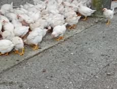 Продаются цыплята по 400р  р. Очамчира с. Илор