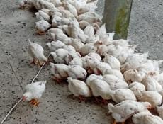 Продаются цыплята по 400р  р. Очамчира с. Илор