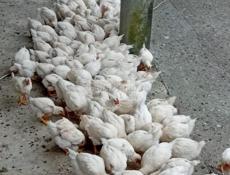 Продаются цыплята по 400р  р. Очамчира с. Илор