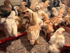 Цыплята 