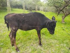 Продаю телку 50 кг . 30000 р 