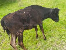 Продаю телку 50 кг . 30000 р 