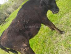 Продаю телку 50 кг . 30000 р 