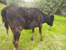 Продаю телку 50 кг . 30000 р 