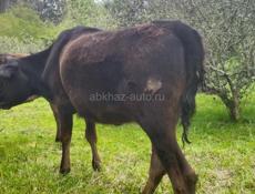 Продаю телку 50 кг . 30000 р 