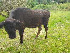 Продаю телку 50 кг . 30000 р 