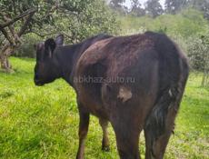 Продаю телку 50 кг . 30000 р 